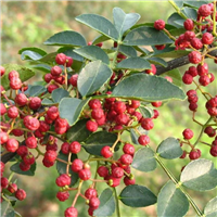 山西花椒苗木 