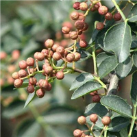山西花椒 