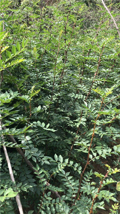 山西花椒苗的栽培技术 