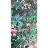 山西花椒苗 