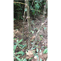 山西花椒苗 
