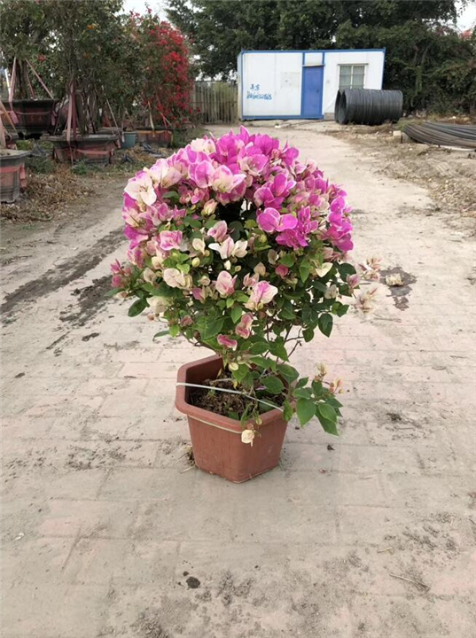 红樱三角梅一手货源基地直销 