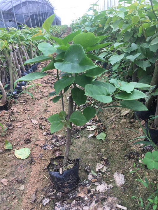 潮州红三角梅种植基地 