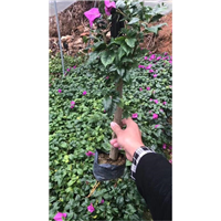 云南紫三角梅批发