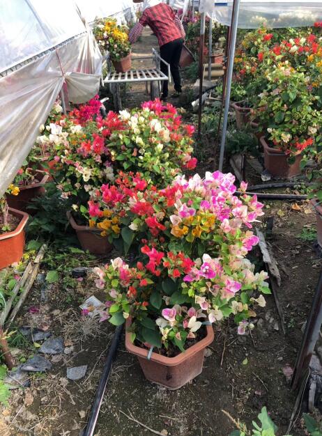 广西多色三角梅种植基地 