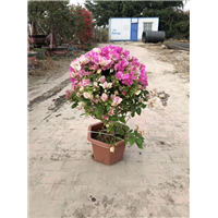 红樱三角梅一手货源基地直销