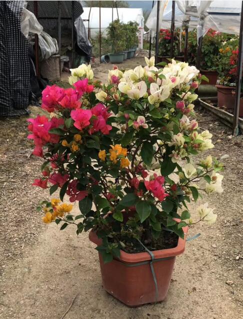 广西基地专业供应各色三角梅 