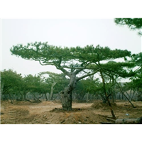 河北油松