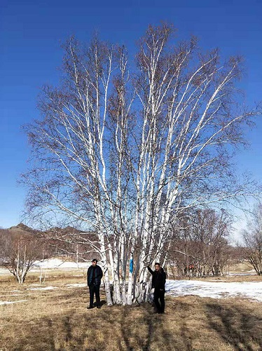 河北白桦