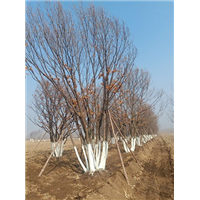 河北蒙古栎