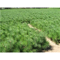 河北樟子松