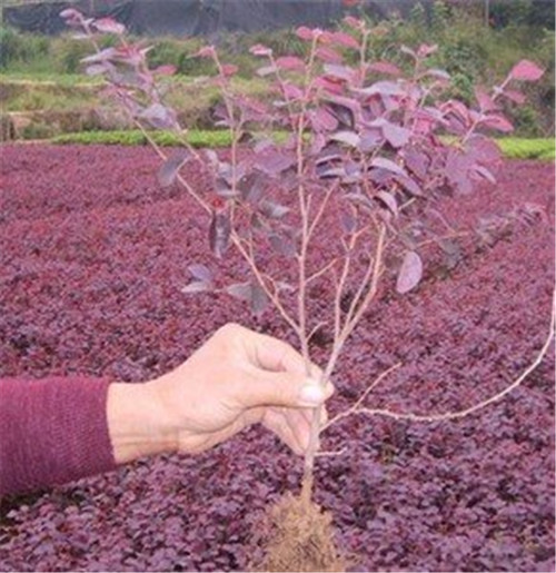 榆林红花继木基地批发