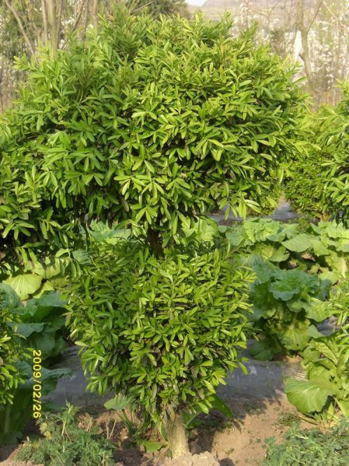 济南小叶黄杨球种植基地