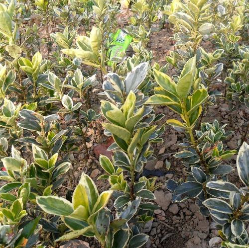 金边黄杨种植基地