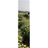 河北菊花种苗基地分析菊花长黑