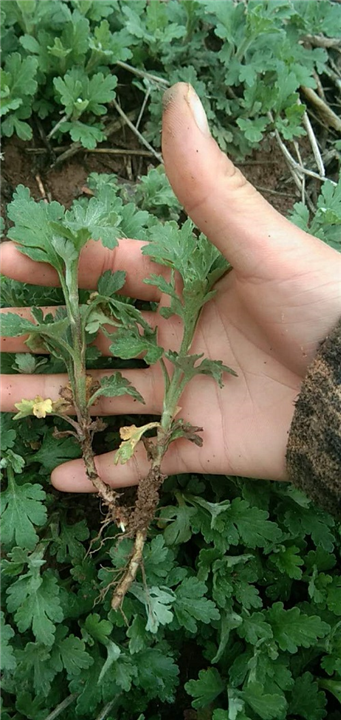 河北菊花种苗基地分析药用菊花如何管理 