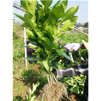 平和三红蜜柚苗