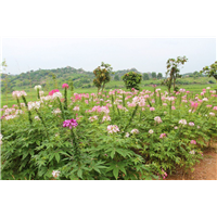 山东青州醉蝶花
