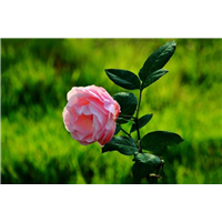 山东青州月季花
