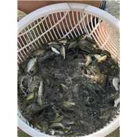 鲤鱼