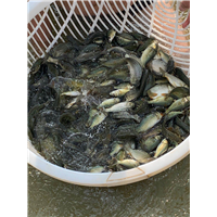 鲤鱼