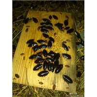 蚌埠土元养殖价格 
