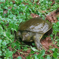 甲鱼 