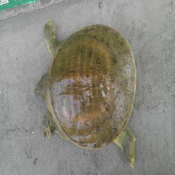 甲鱼 