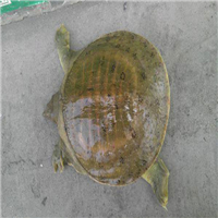 甲鱼