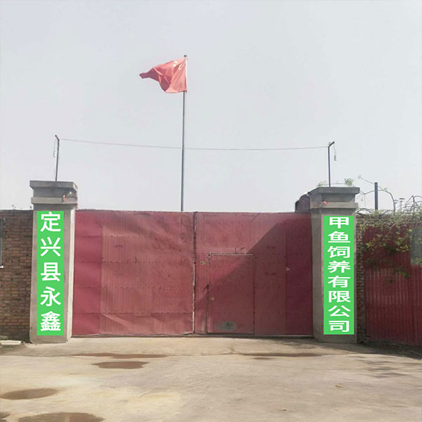 甲鱼 