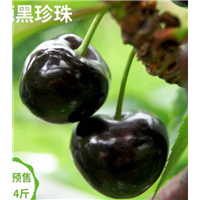 四川大樱桃苗批发