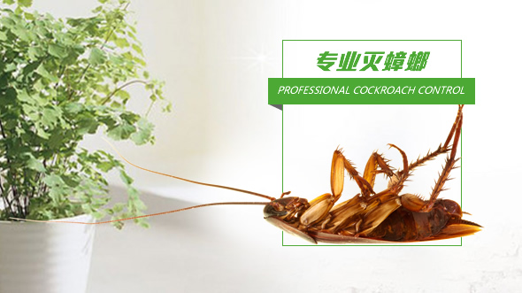 南京灭蟑螂 