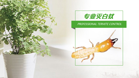 南京灭白蚁 