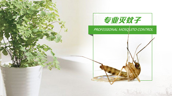 南京灭蚊子 