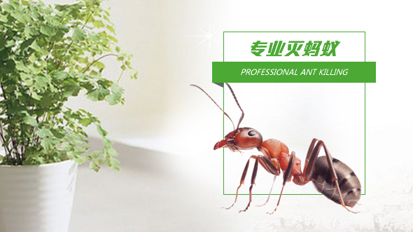 南京灭蚂蚁 
