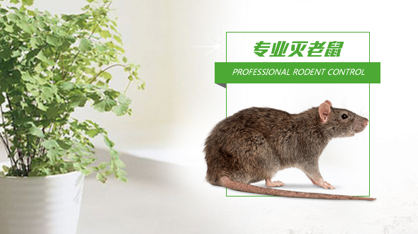 南京灭老鼠 