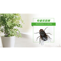南京灭苍蝇 