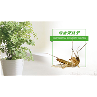 南京灭蚊子 