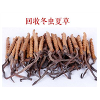 龙岗冬虫夏草回收 