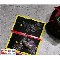 无锡灭鼠公司公司提醒大家老鼠不及时消灭会有哪些危害