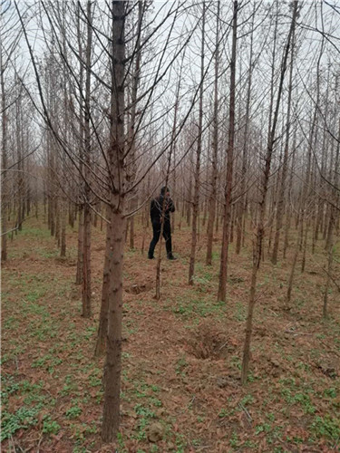 2公分水杉基地直销