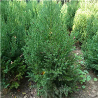 2米刺柏种植基地