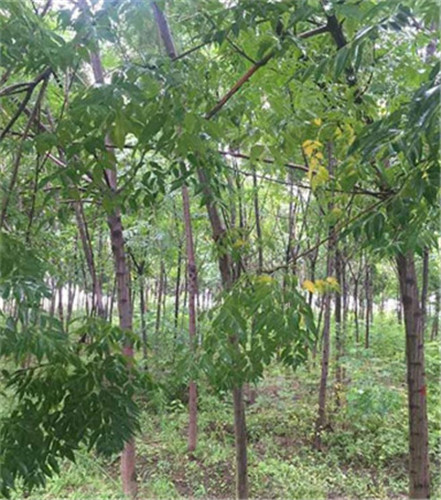 河南苦楝种植基地