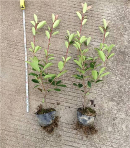 红叶石楠小杯苗种植基地