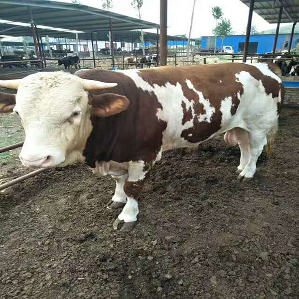 优质牛 