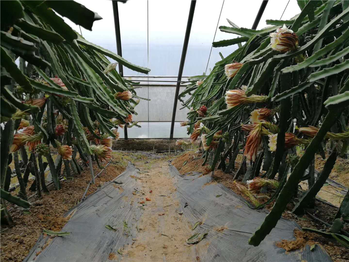 济南火龙果苗供应 