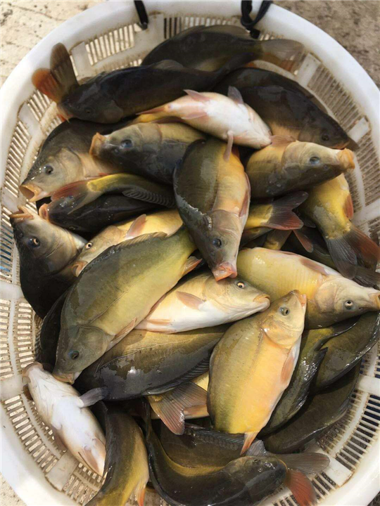 淡水鱼