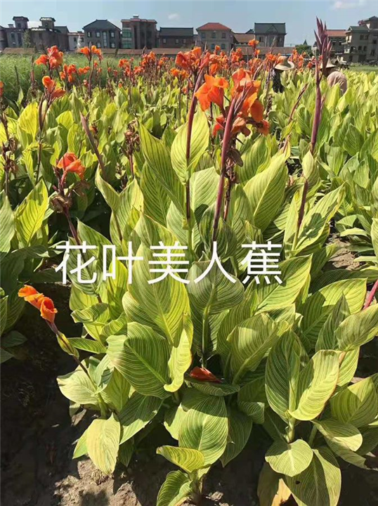花叶美人蕉