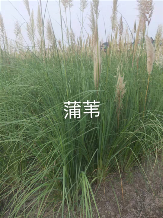 蒲苇