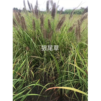 狼尾草